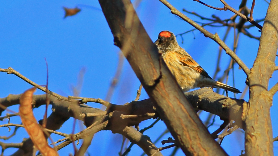 Red-fronted Serin