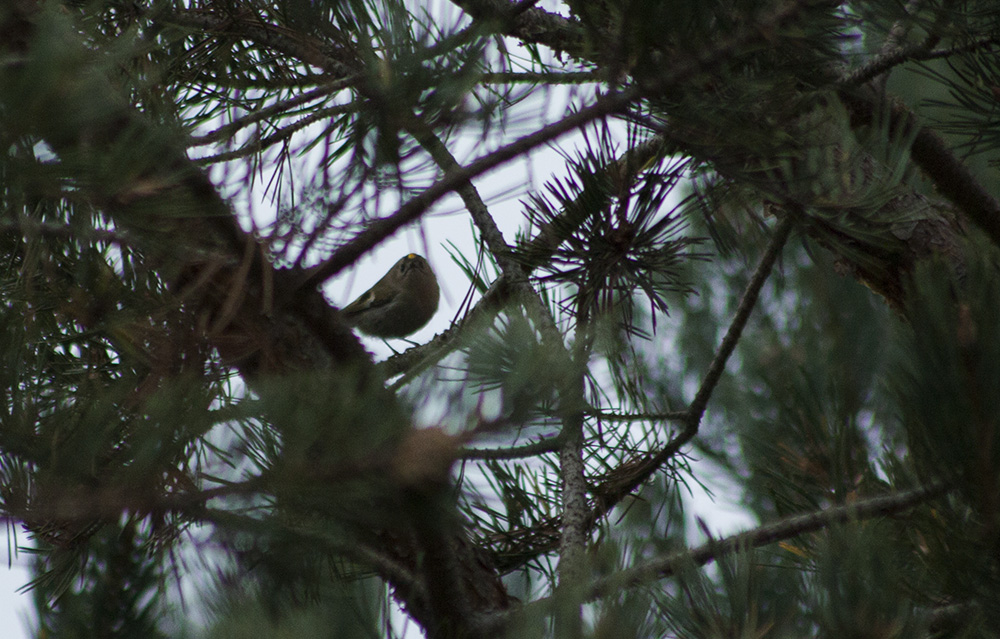 Goldcrest