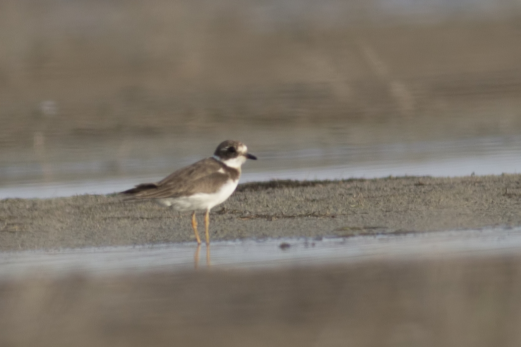 Common Ringed Plover