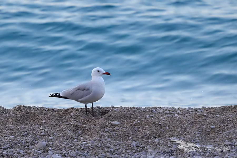 Audouin`s Gull