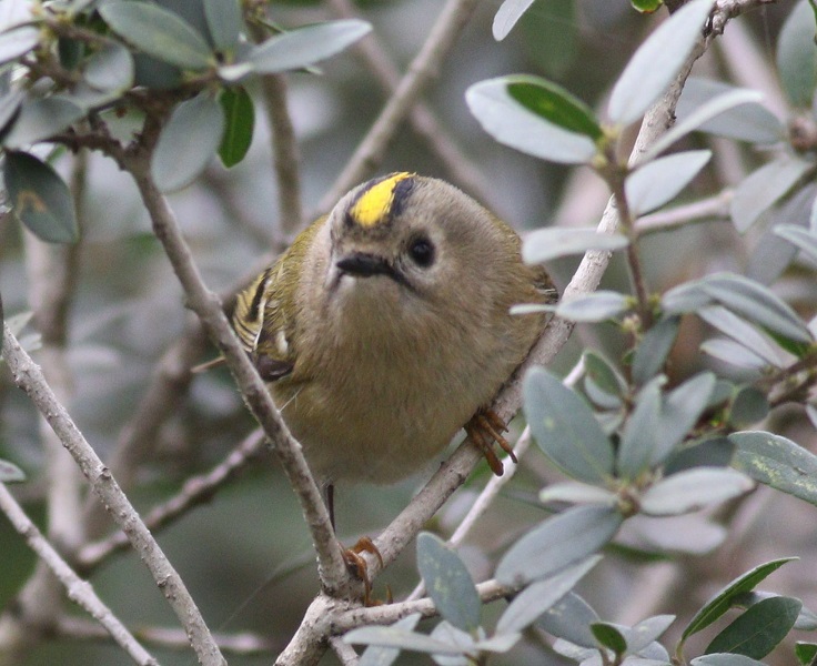 Goldcrest