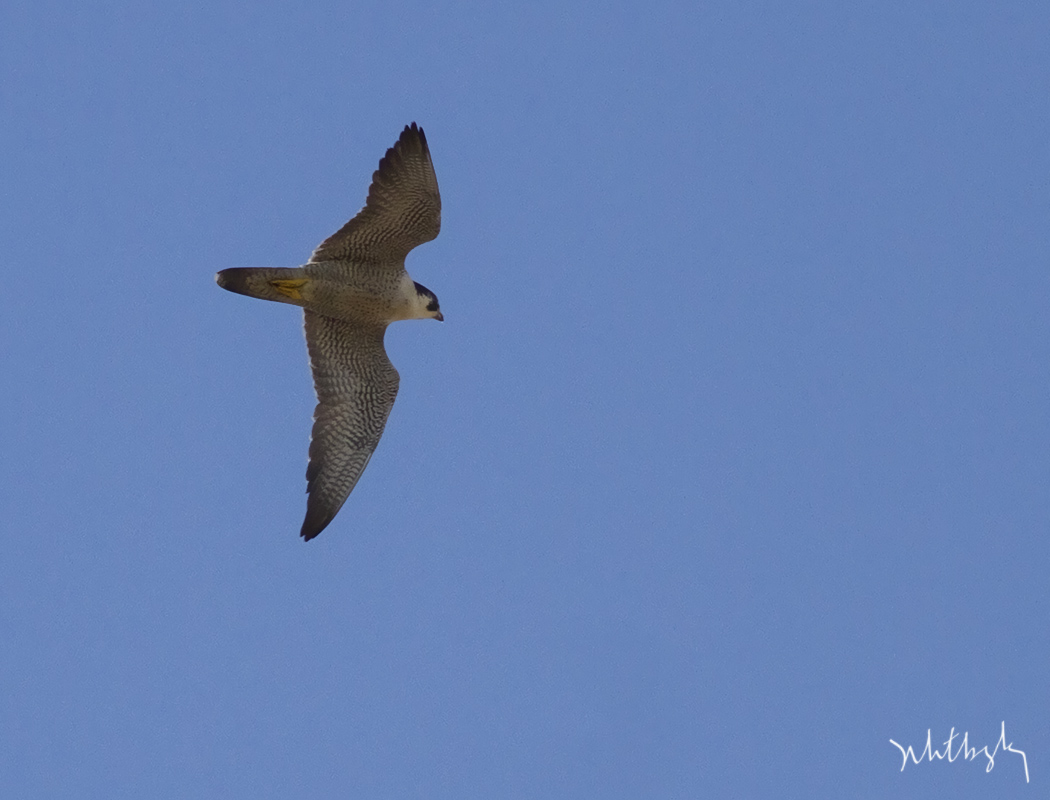 Peregrine Falcon