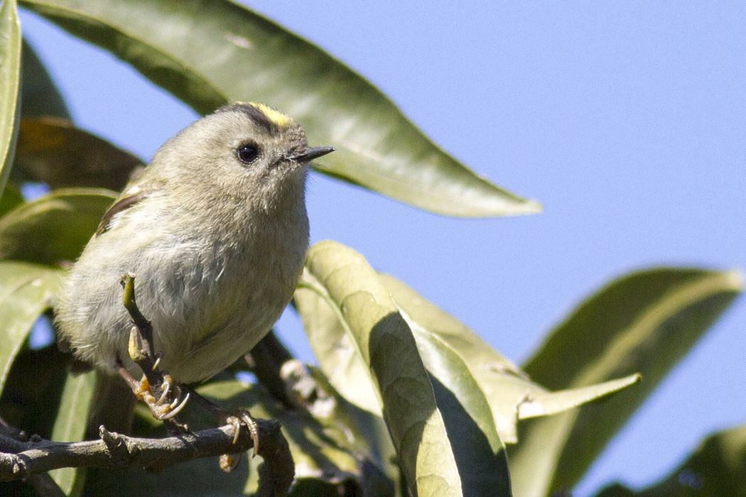 Goldcrest