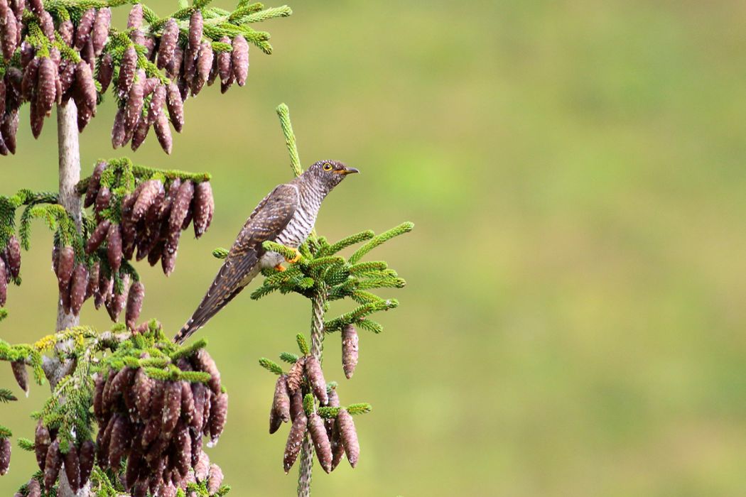 Common Cuckoo