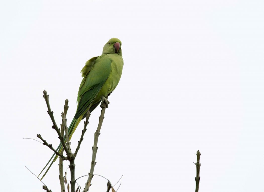Rose-ringed Parakeet