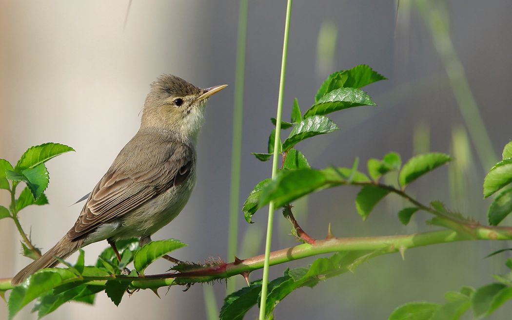 Eastern Olivaceous Warbler