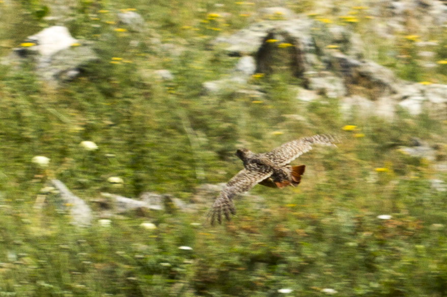 Grey Partridge