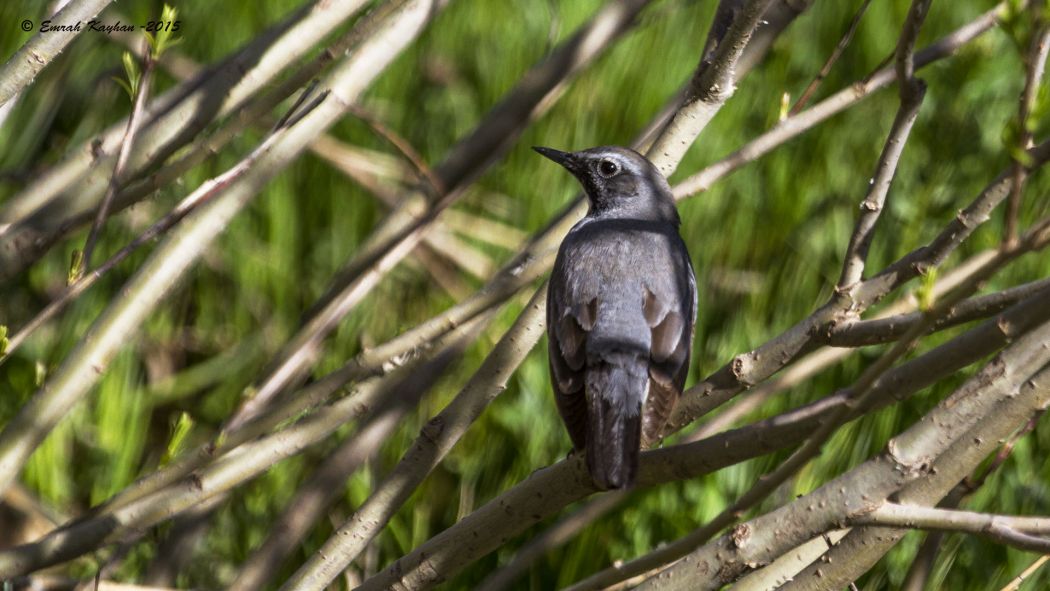 White-throated Robin