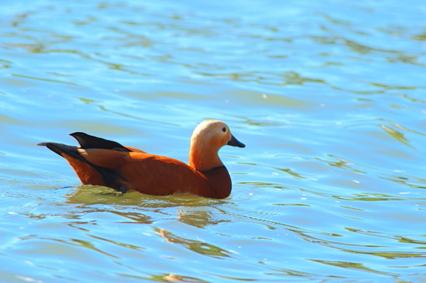 Ruddy Shelduck