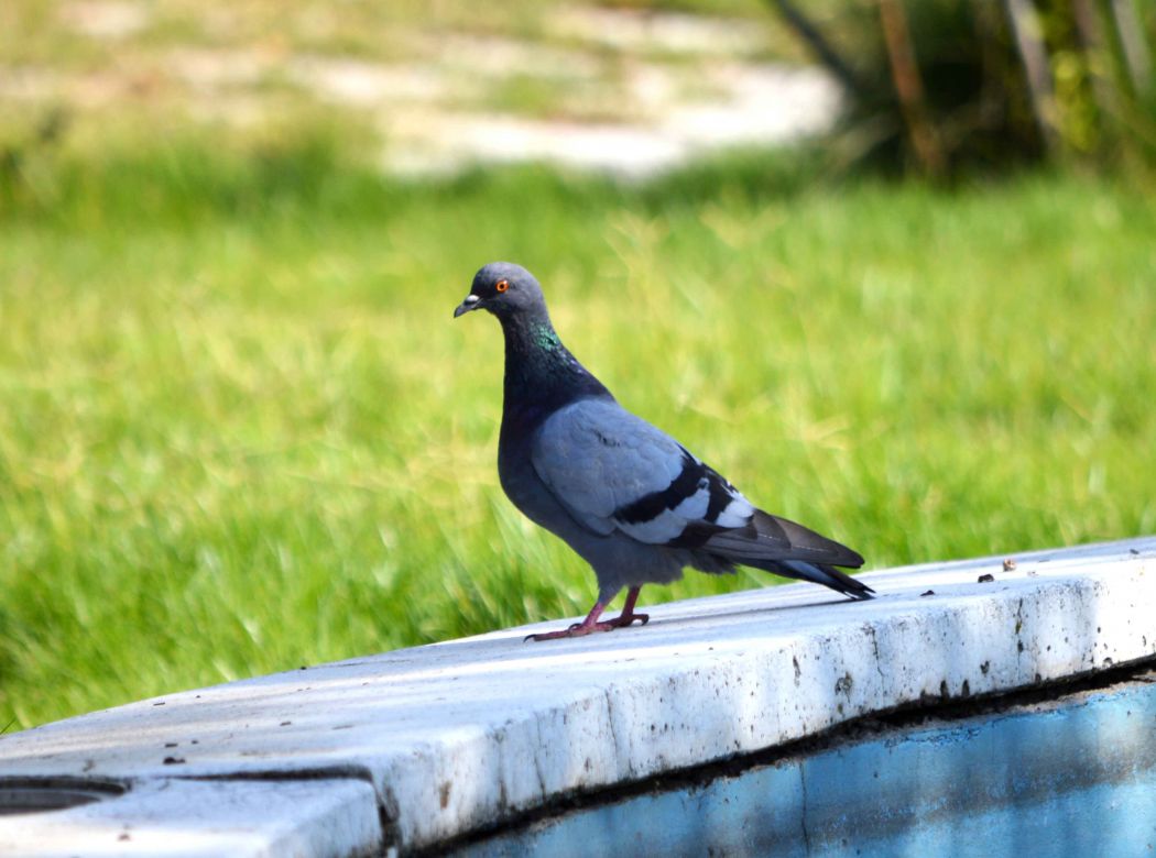 Rock Dove
