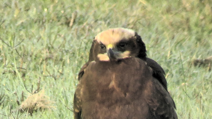 Western Marsh Harrier