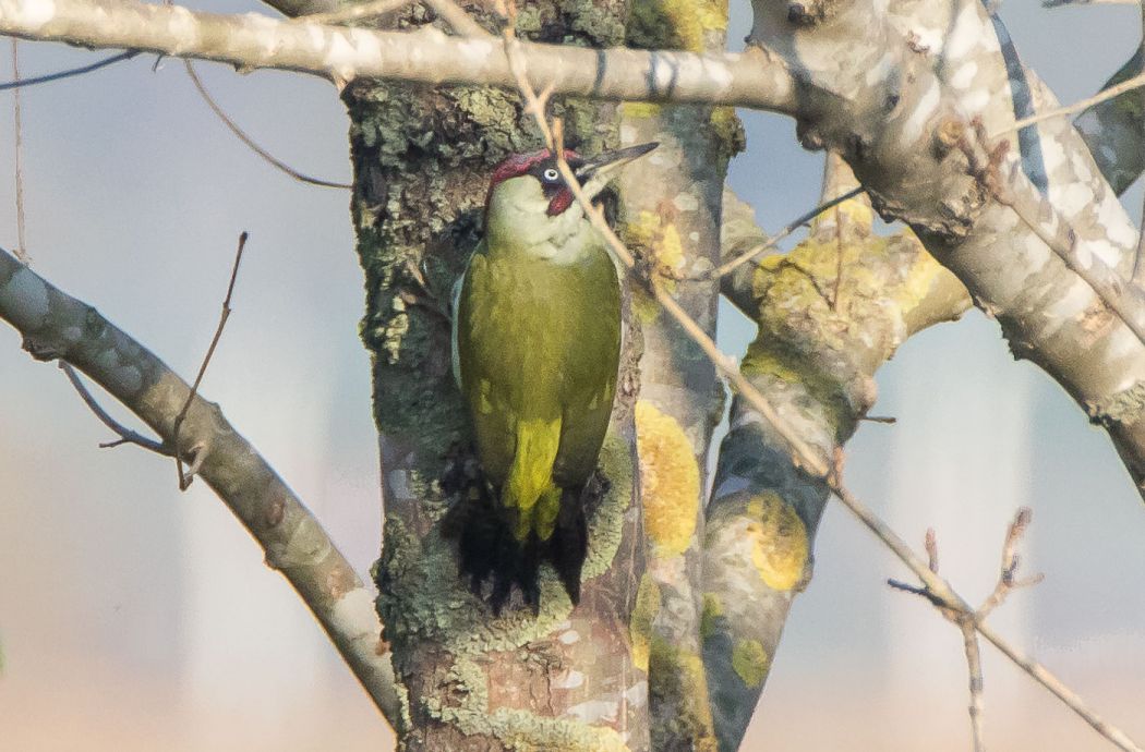 European Green Woodpecker