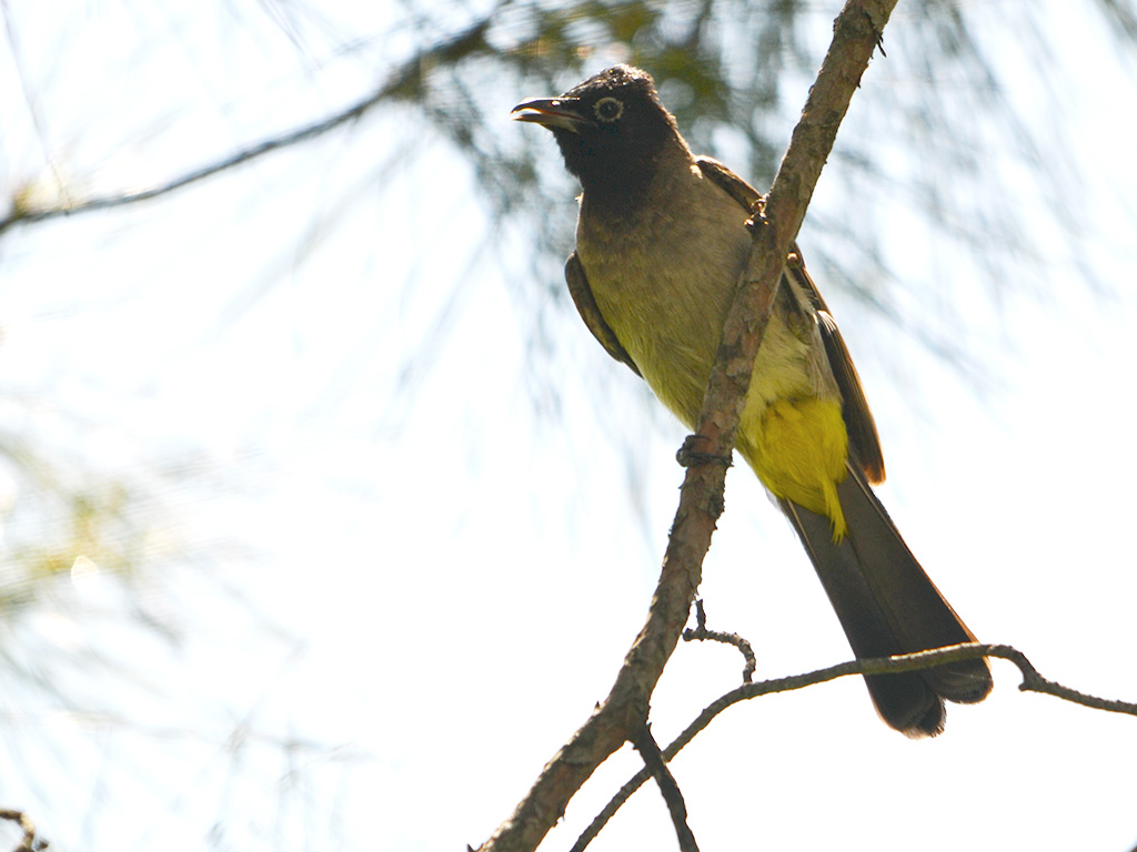White-spectacled Bulbul