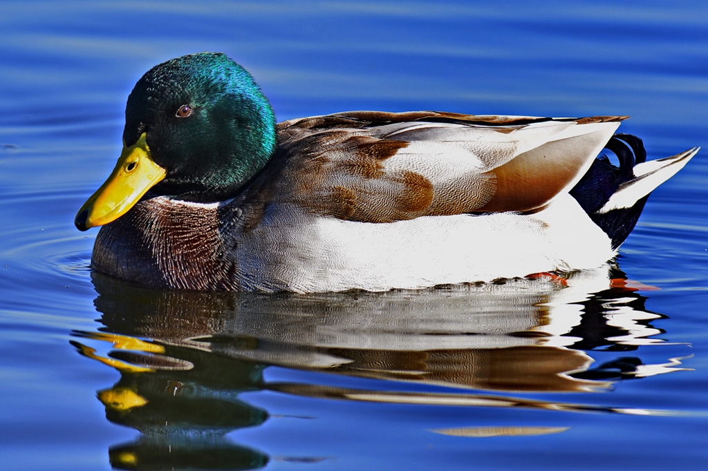 Mallard