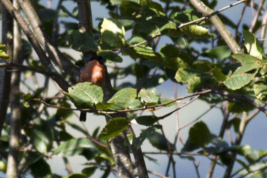 Eurasian Bullfinch