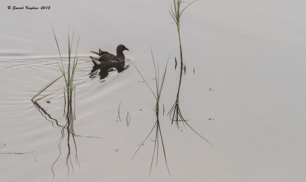 Common Moorhen