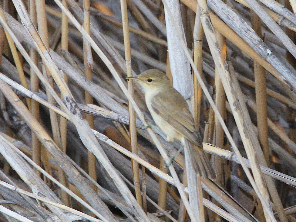 Common Reed Warbler