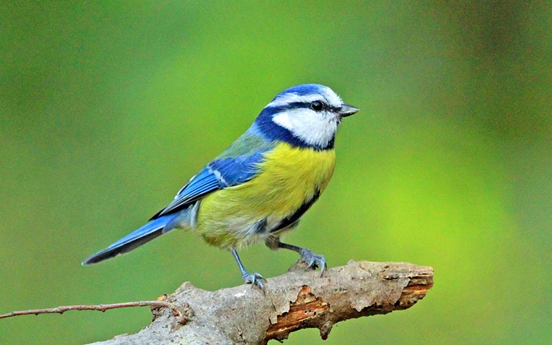Eurasian Blue Tit