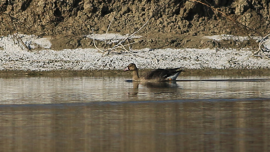 Greater White-fronted Goose
