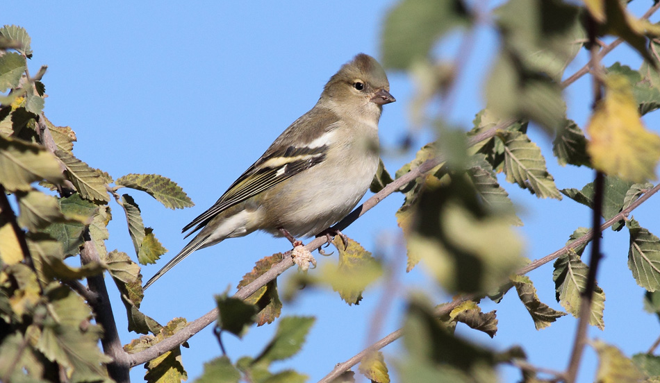 Eurasian Chaffinch