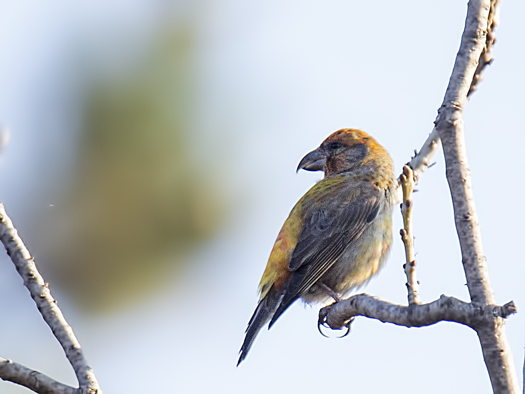 Red Crossbill