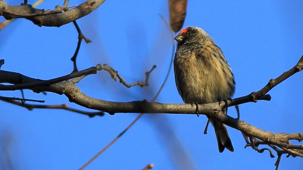 Red-fronted Serin