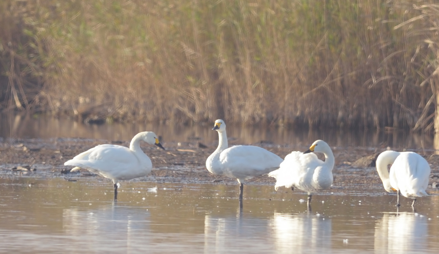 Tundra Swan