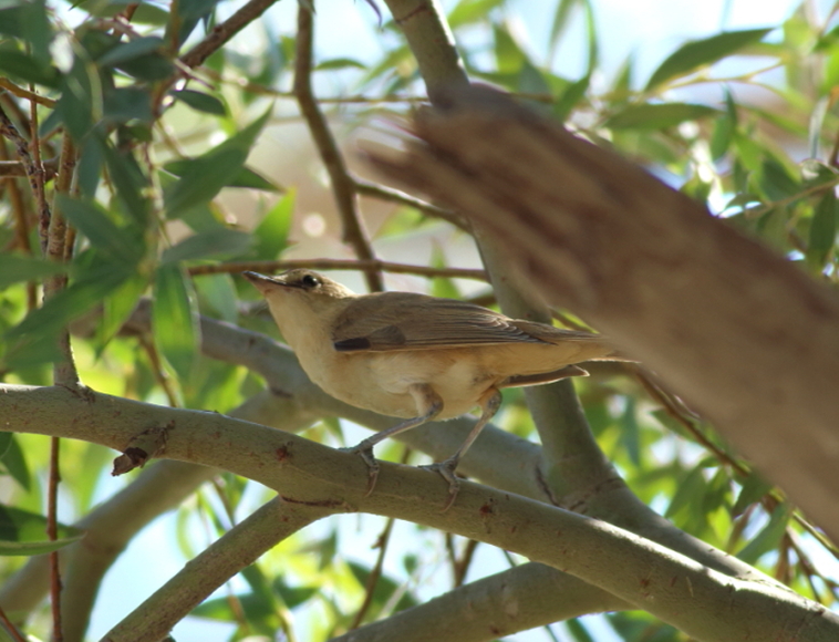 Eastern Olivaceous Warbler