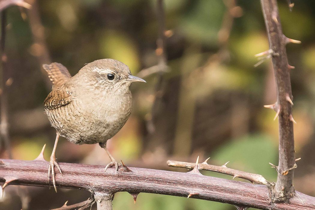 Eurasian Wren