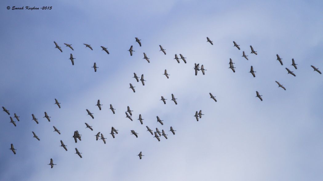 Demoiselle Crane