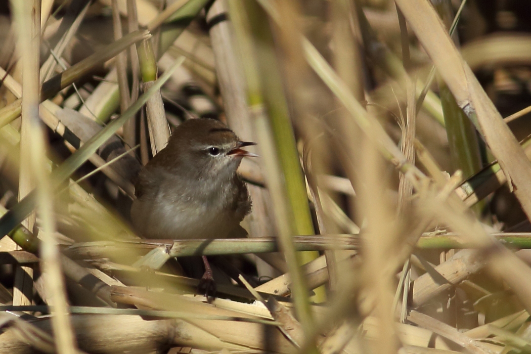 Cetti`s Warbler