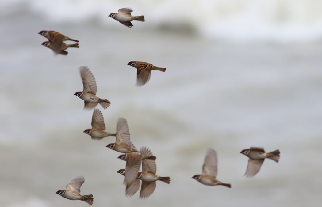 Eurasian Tree Sparrow