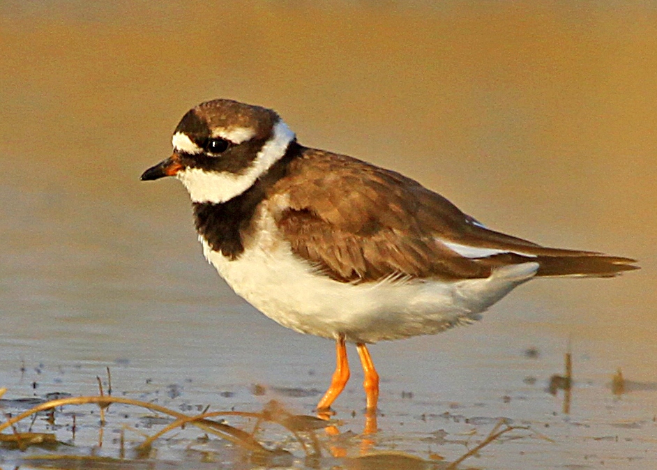 Common Ringed Plover