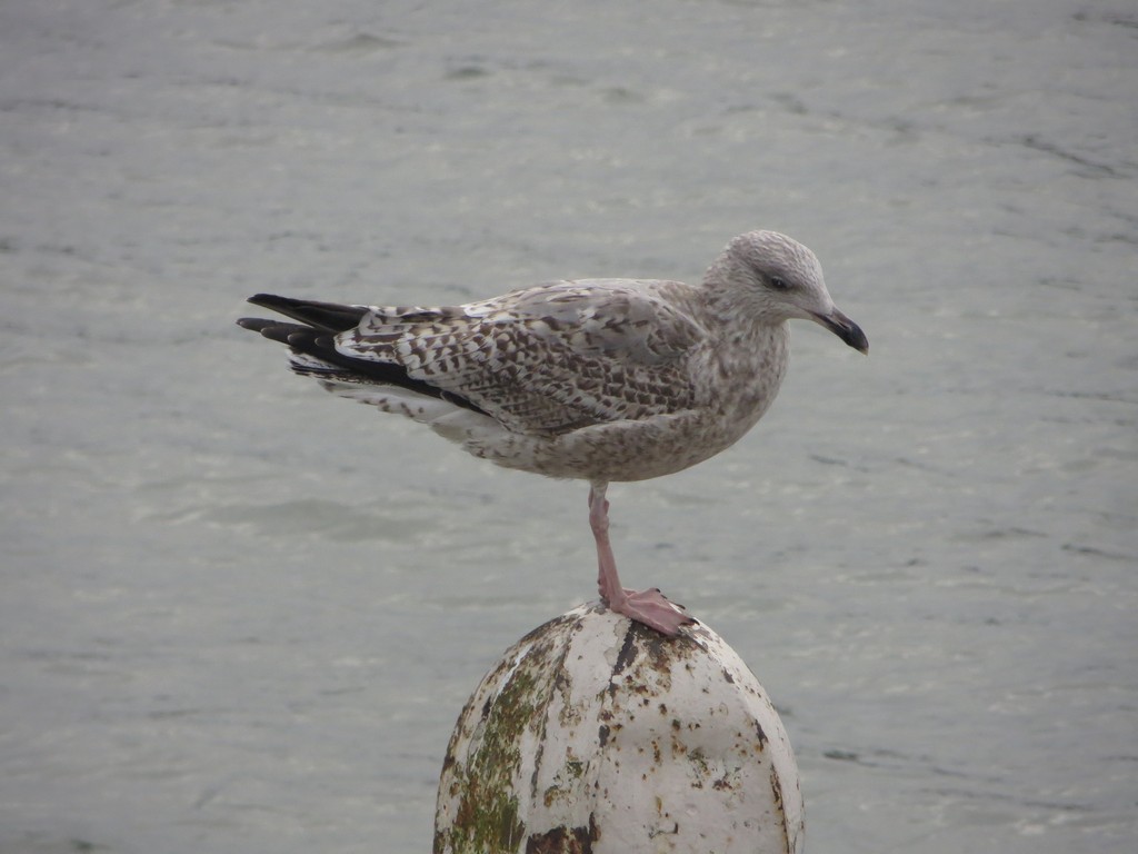 Glaucous Gull