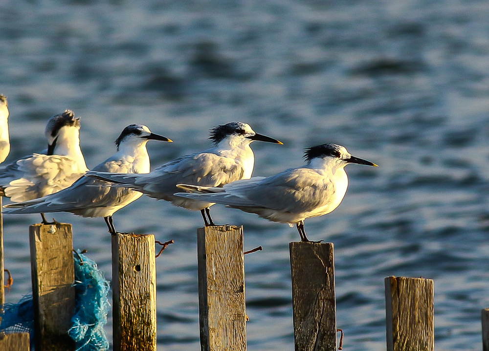 Sandwich Tern