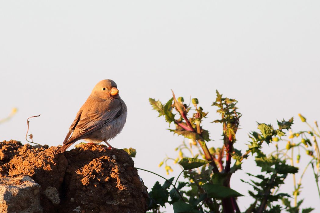Trumpeter Finch