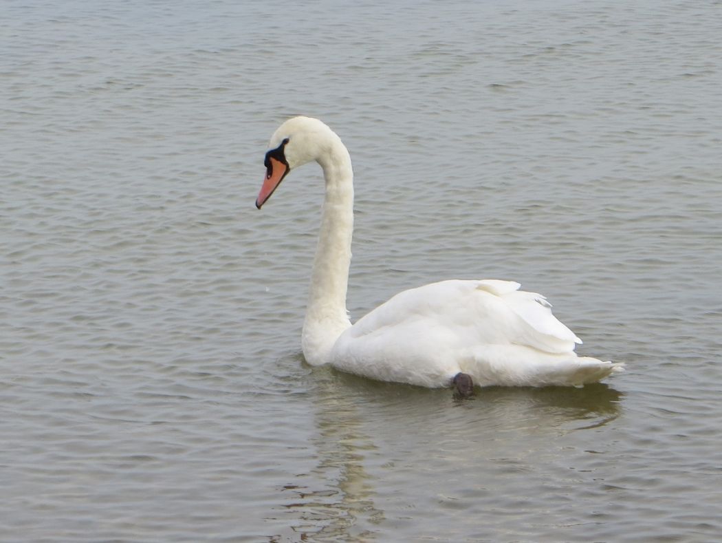 Mute Swan