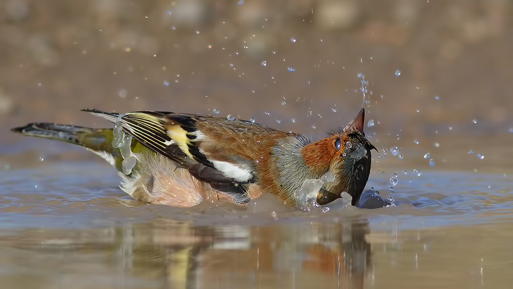Eurasian Chaffinch