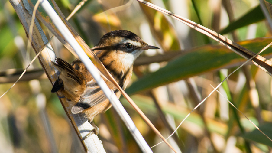 Moustached Warbler