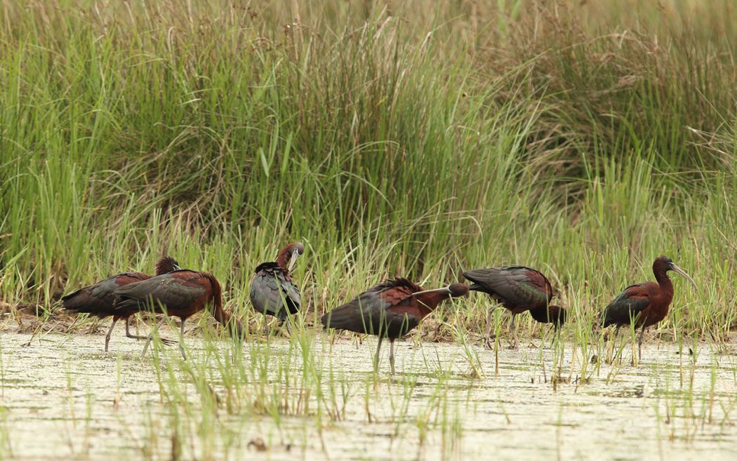 Glossy Ibis