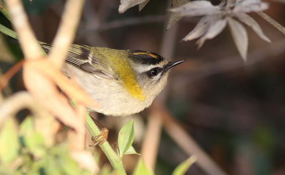 Common Firecrest