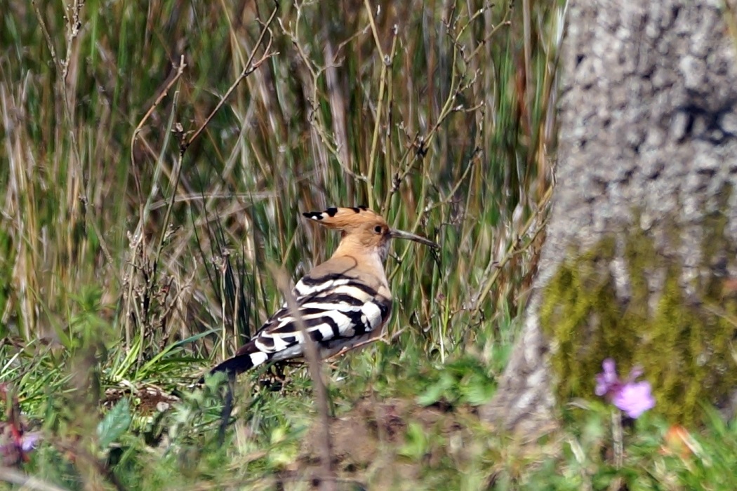 Common Hoopoe