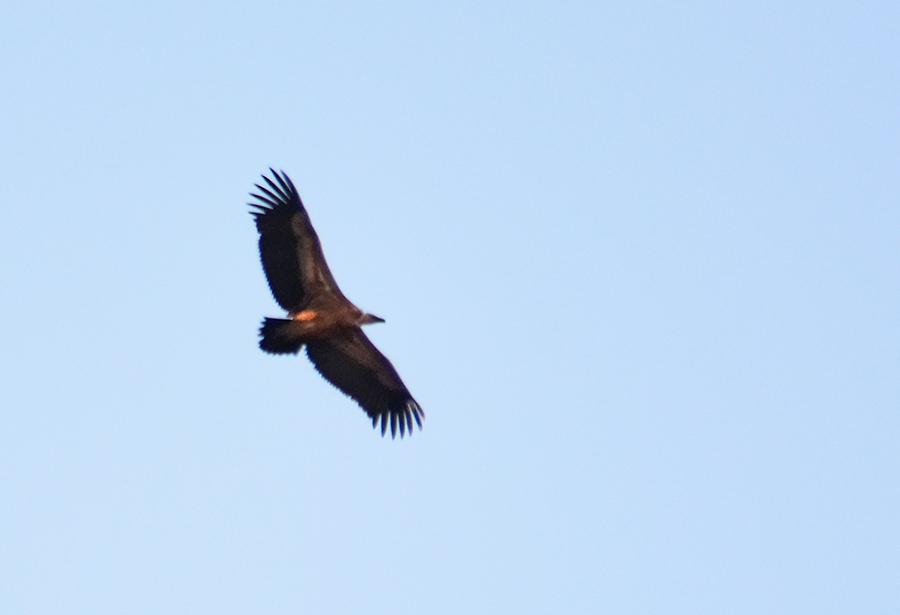 Griffon Vulture