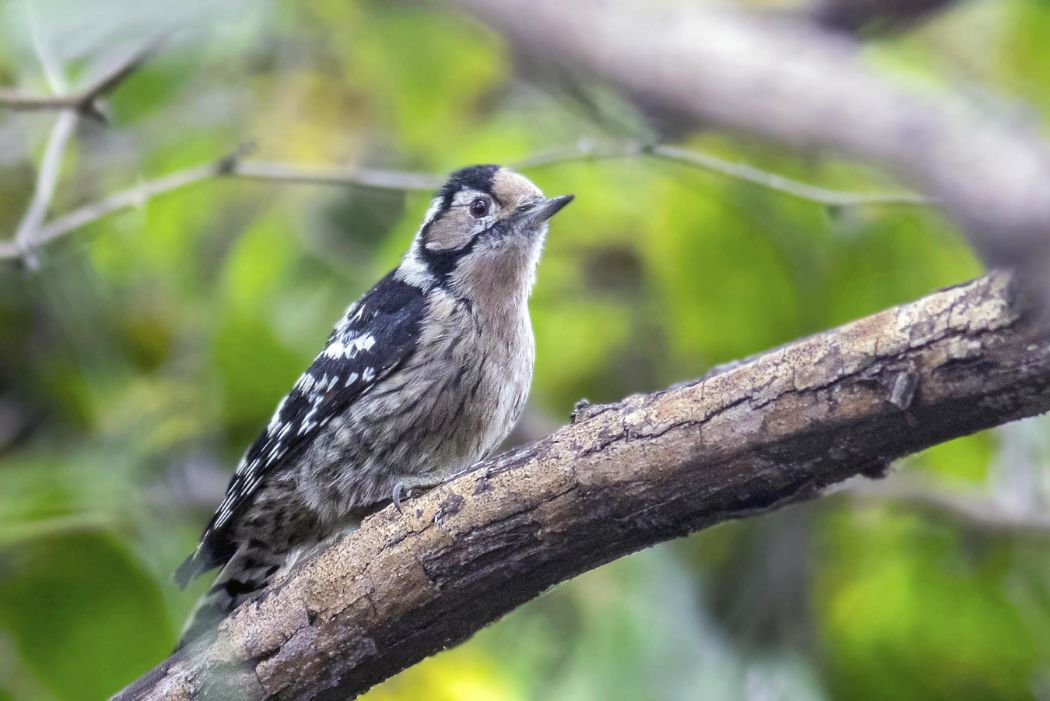 Lesser Spotted Woodpecker