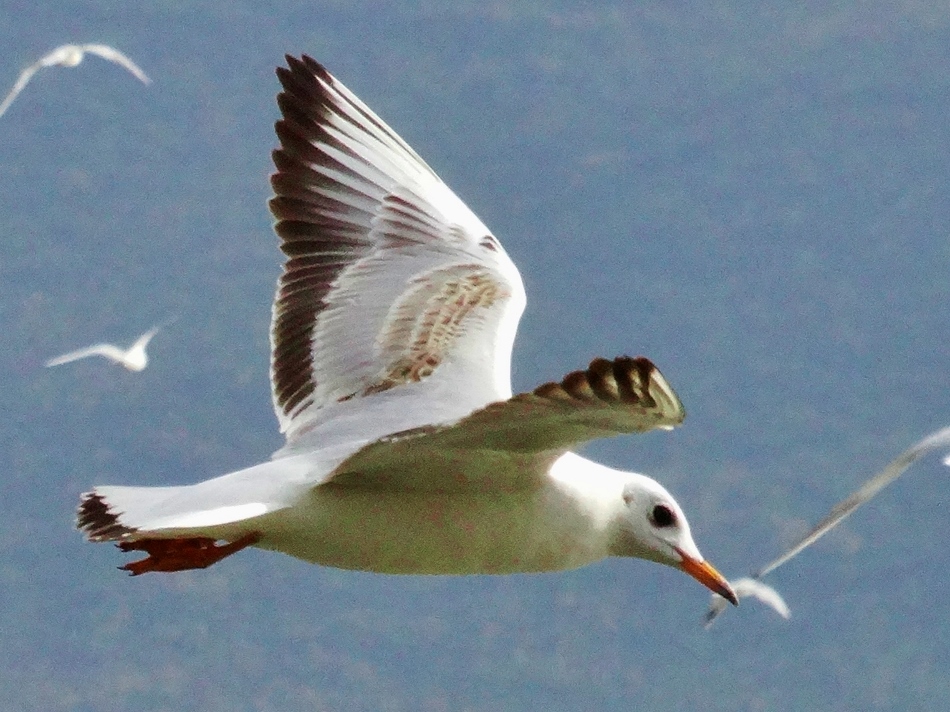 Black-headed Gull