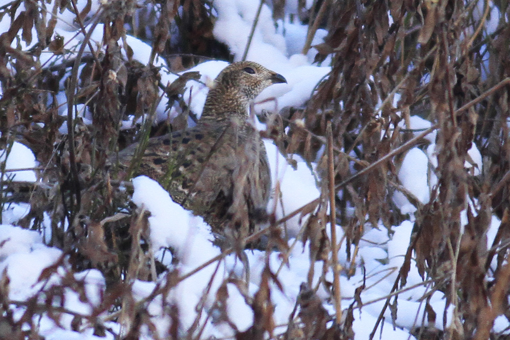 Caucasian Grouse