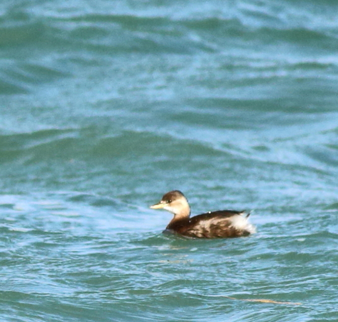 Little Grebe