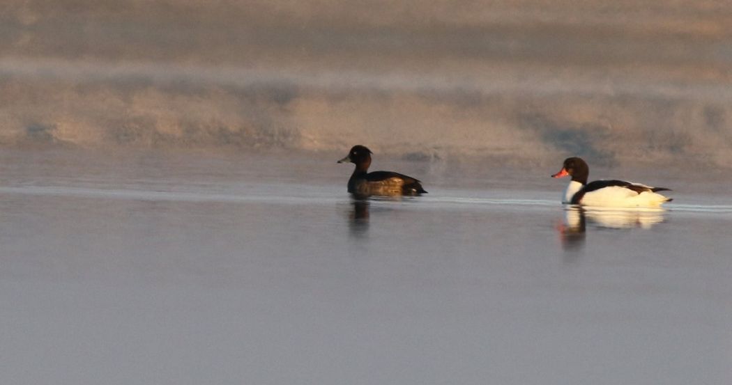 Tufted Duck