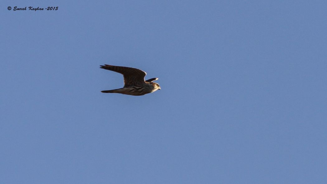 Merlin