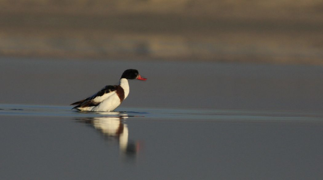 Common Shelduck